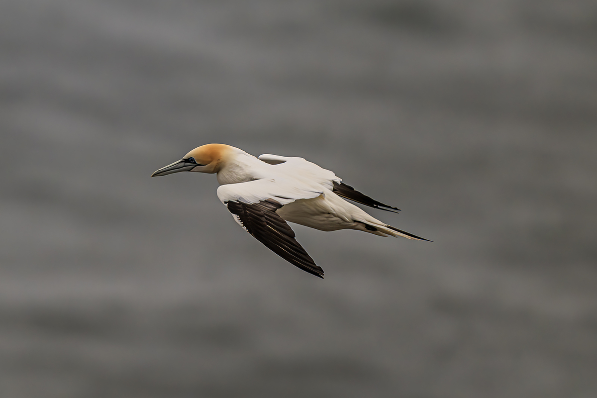 Bempton Cliffs